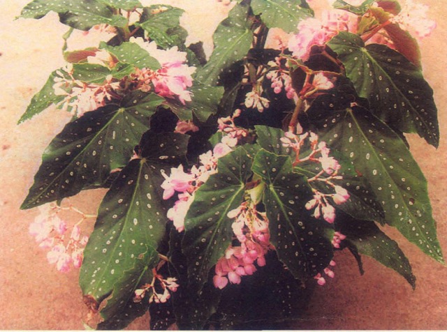 B. ‘Haruna’